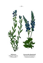 Attēlu rezultāti vaicājumam “Polygala vulgaris”