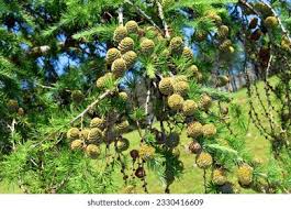 Attēlu rezultāti vaicājumam “Larix kaempferi leaf”