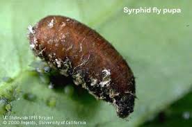 Attēlu rezultāti vaicājumam “Syrphus sp. imago”