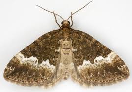 Attēlu rezultāti vaicājumam “Perizoma affinitata”