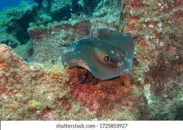 Image result for Dasyatis pastinaca