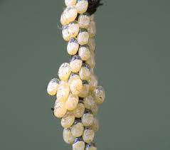 Attēlu rezultāti vaicājumam “Zygaena lonicerae larva”