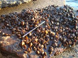 Attēlu rezultāti vaicājumam “Dreissena polymorpha”