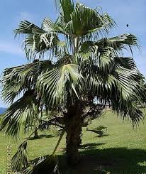 Attēlu rezultāti vaicājumam “Poa remota leaf”