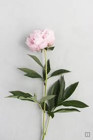 Image result for Pfingstrose