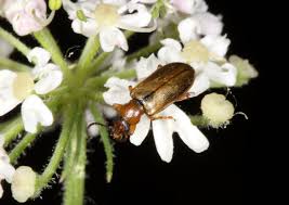 Attēlu rezultāti vaicājumam “Orsodacne cerasi”