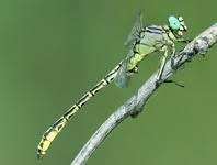 Attēlu rezultāti vaicājumam “Oncopsis sp.”