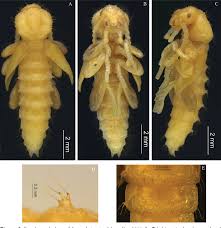 Attēlu rezultāti vaicājumam “Bolitophagus reticulatus larva”