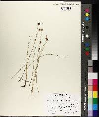 Attēlu rezultāti vaicājumam “Rhynchospora fusca”