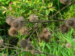 Attēlu rezultāti vaicājumam “Arctium tomentosum fruit”