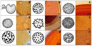 Attēlu rezultāti vaicājumam “Stemonitopsis aequalis var. microspora spores”