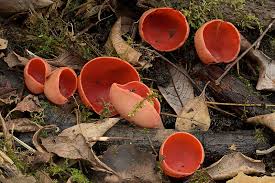 Attēlu rezultāti vaicājumam “Sarcoscypha austriaca var. lutea”