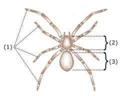 Attēlu rezultāti vaicājumam “Arachnida”