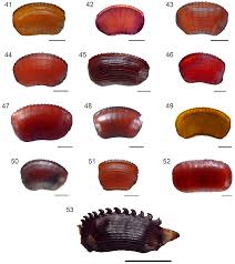 Attēlu rezultāti vaicājumam “Ectobius sylvestris nymph”