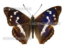 Attēlu rezultāti vaicājumam “Apatura iris male”