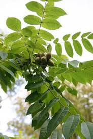 Attēlu rezultāti vaicājumam “Juglans x sinensis”
