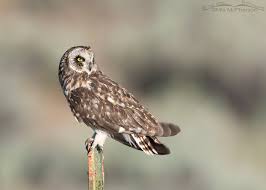 Attēlu rezultāti vaicājumam “Asio flammeus adult”