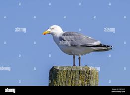 Attēlu rezultāti vaicājumam “Larus argentatus adult”