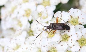 Attēlu rezultāti vaicājumam “Closterotomus biclavatus imago”