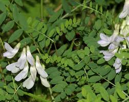Attēlu rezultāti vaicājumam “Vicia sylvatica flower”