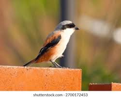 Attēlu rezultāti vaicājumam “Laniidae”