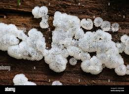 Attēlu rezultāti vaicājumam “Ceratiomyxa porioides spores”