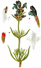 Attēlu rezultāti vaicājumam “Dracocephalum ruyschiana fruit”