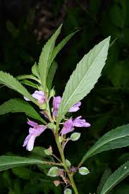 Image result for Impatiens balsamina