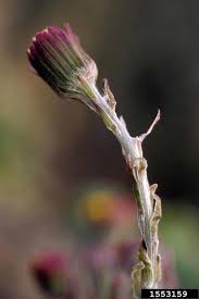 Attēlu rezultāti vaicājumam “Tussilago farfara bud”