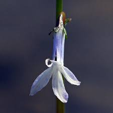 Attēlu rezultāti vaicājumam “Lobelia dortmanna flower”