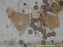 Attēlu rezultāti vaicājumam “Didymium melanospermum spores”