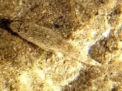 Image result for Pseudomyxus capensis