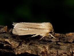 Attēlu rezultāti vaicājumam “Mythimna impura”