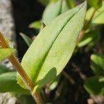 Attēlu rezultāti vaicājumam “Pulmonaria angustifolia leaf”