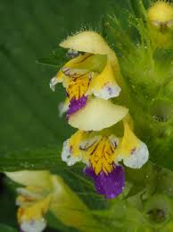 Attēlu rezultāti vaicājumam “Galeopsis speciosa”