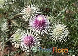 Image result for Ptilostemon afer