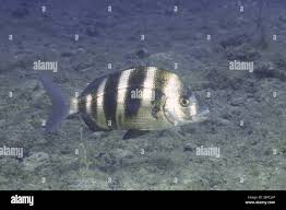 Image result for Diplodus cervinus
