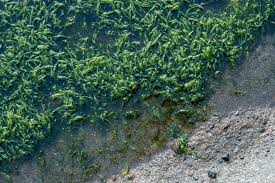 Attēlu rezultāti vaicājumam “Enteromorpha sp.”