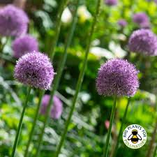 Attēlu rezultāti vaicājumam “Allium holandicum”