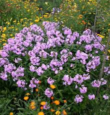 Image result for Phlox (großblumig)