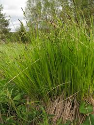 Attēlu rezultāti vaicājumam “Carex cespitosa”