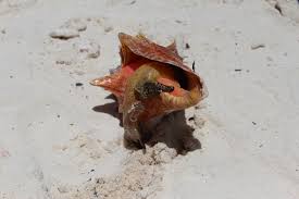 Image result for Aliger gigas