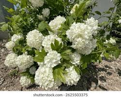 Attēlu rezultāti vaicājumam “Viburnum opulus bud”