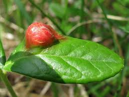 Attēlu rezultāti vaicājumam “Exobasidium splendidum”