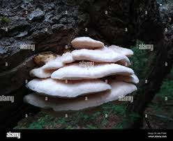 Attēlu rezultāti vaicājumam “Climacodon septentrionalis”