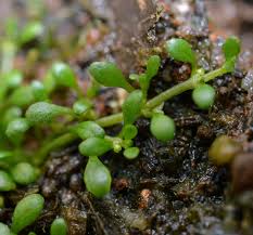 Attēlu rezultāti vaicājumam “Elatine hydropiper leaf”