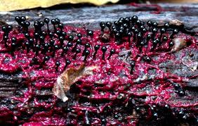 Attēlu rezultāti vaicājumam “Metatrichia floriformis spores”