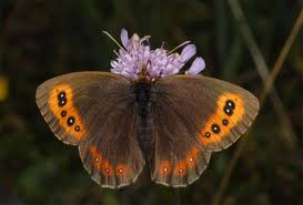 Attēlu rezultāti vaicājumam “Erebia aethiops upperside”