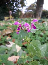 Attēlu rezultāti vaicājumam “Lamium maculatum”