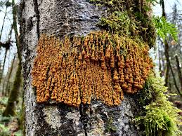 Attēlu rezultāti vaicājumam “Badhamia utricularis”